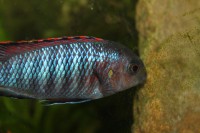 /album/fotogaljerjeja/trofeops-chilumba-oranzh-samets-jpg/